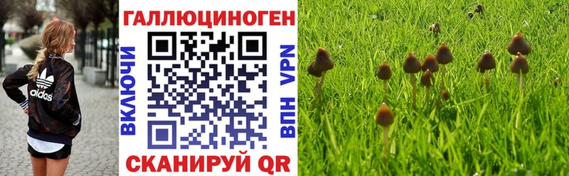 Купить закладки  Россошь  Галлюциногенные грибы GOLDEN TEACHER 